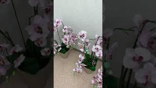 ORCHIDS IN LINE|BUTTERFLY ORCHID LIGHT PINK COLOR|#SHORT|CRIS ANN NAKAGOMI