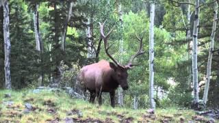 Elk Bugle up close.