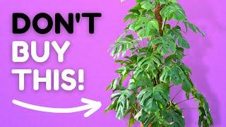 Why You Should NEVER Buy BIG Plants