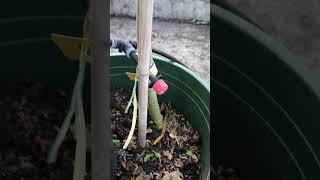 The Growth Journey of Fig Trees: The Joy of Planting | January 1, 2025 | Episode 433