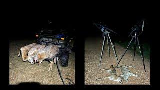 Got six coyotes Shoutout to Jonathan peck Medio Creek Thermal Bering Optics#coyotes #pulsar#talion