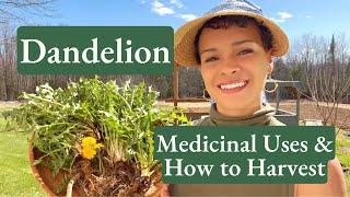 Dandelion! How to Identify, Forage & Its Many Health Benefits