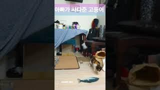 사망여부 확인하는 앵두#길냥이#미미냥#고양이장난감#앵두#고양이입양#냥펀치#삼색이