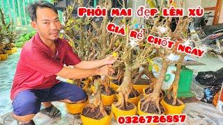 Phôi mai giảo đẹp lên xù giá rẻ 4/11 #aSự0326726887|MaivàngThanhTâm