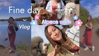 BEST DAY EVER | ALPACA WALK | LUCKY TAILS ALPACA | KINGSBURY WATER PARK