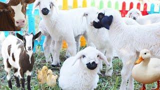 Farm Animals, New Generation Lambs, Sheep, Cow Videos, Chicken Chick, Dog, Goat Sound