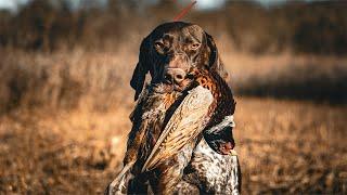 Late Season Pheasant Hunting | Upland Brothers