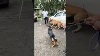 German shepherd vs great dane #shorts #dog