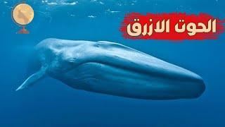 لن تصدق هذه الاكتشافات عن الحوت الازرق - نوليدجستان