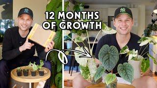 UNBOXING PLANT MAIL & 12 MONTHS OF UPDATES - I bought the smallest plants I could find