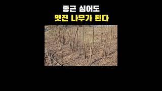 종근 심어도 멋진 나무가 됩니다 #참죽나무 #가죽나물
