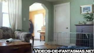 Ghost scares dogs on camera