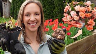 Tuberous Begonia Growing Guide! How to Pre-sprout, Plant, Grow, & Overwinter Begonia Tubers