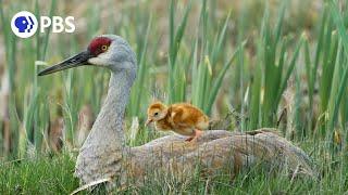 Tiny Crane Chick's First Moments