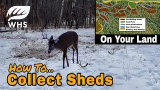 How To Collect Shed Antlers On Your Land