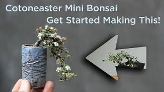 Bonsaify | How To Start Making a Cotoneaster Mini Bonsai!