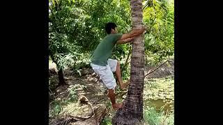 HOW TO CLIMB A COCONUT TREE - An Easy Way to Climb a Coconut Tree