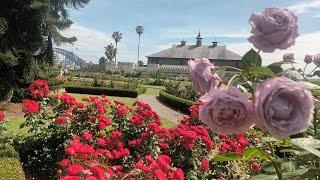 Walking around the Royal Botanical Garden-Sydney,Australia