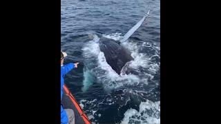 Friendly Humpback Whale “Mugs” Newport Coastal Adventure Whale Watching Passengers Pacific Offshore