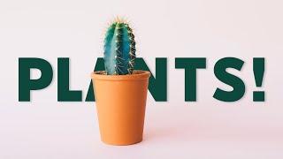 why you love your houseplants