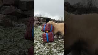 Presents for the polar bears 