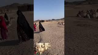 Camel  ride in desert safari | hurghada Egypt #shorts #viral #trending #desert #ytshorts