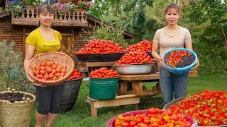 Harvest Tomatoes Goes To Market Sell - Phương Free Bushcraft Harvest | Tieu Toan New Life
