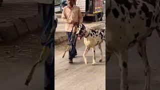 Giant Great Dane Dog in New Delhi || Big huge dog || full attitude || Dog on morning walk || #dogs