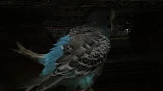 budgies parrot mating video || GS Birds Info