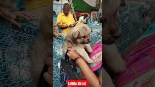 Pat Market Kolkata /lowest price puppy dog/Gallif Street dogs