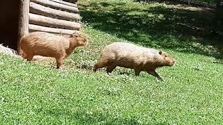 Video Overview of HIGH PARK ZOO | Free Admission