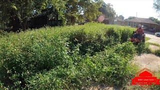 Cutting INSANELY Overgrown Thick Yard No One Would Cut So We Took Care Of It For FREE