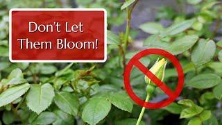 Don't Let Them Bloom: Disbudding Young Roses