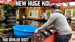 A VISIT TO THE KOI DEALER!! I BRING HOME A HUGE NEW KOI **STUNNING**