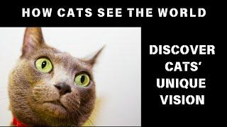 How Cats See the World: Discover Their Unique Vision | Cats KnowHow