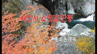 해인사 소릿길 가을단풍 홍류동계곡 가을풍경 (Korean Natural Autumn Maple Haeinsa Temple Valley)