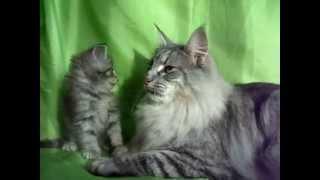 S*Myselisia's Vivaldi and his son Silverissimo Montegancedo Gatos Bosque de Noruega