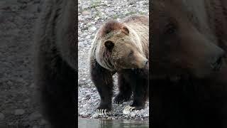 Grizzly Bear 399-Wildlife Photography-Jackson Hole/Grand Tetons/Yellowstone/#shorts #wildlife #bear