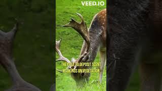 Untold Wonders of Deer: From Antler Growth to Secret Communication #shorts