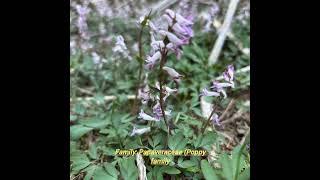Discover Corydalis diphylla