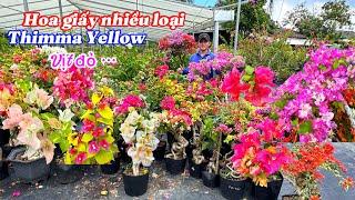 Hoa giấy Monduring,thimma Yellow,Chitra nhiều màu..07/11 0924485874-Phúc