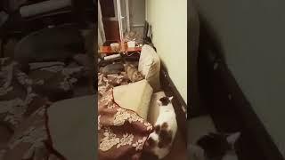 Г.Каз-ь!-Я-Олег,М.Св-а,У-Аськи Прятки,А-Ха!-Буська Под Подушк Оказ-ь Поним-Ли!-О-Ой Под!-Ах Чё Ты Ма