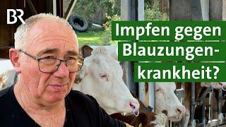 Spritze gegen Blauzungenkrankheit: Rinder und Schafe impfen? | Unser Land | BR