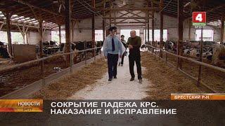 СОКРЫТИЕ ПАДЕЖА КРС. НАКАЗАНИЕ И ИСПРАВЛЕНИЕ