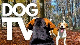 GoPro DogTV | 10hrs of Relaxing Virtual Dog Walks Through Serene Woodlands  Dog POV