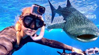 Snorkeling with WHALE SHARKS & Freediving Cenote! (The Ultimate Mexico Vacation)