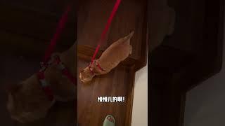 【貓咪叫不苦】有小貓的日子怎麼會無聊呢！