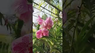 한국에선 귀한데 태국에서는 흔하다! 반다 Vanda coerulea Griff. ex. Lindley