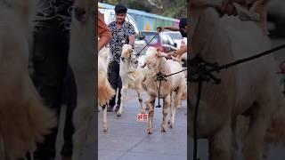 Khan Goat Farm Mumbra  #bakraeid #bakraeid2024 #bakraeidspecial #bakra #goats #trending #biggoats