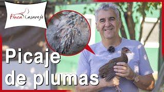 Cómo evitar el picaje en las gallinas, perdices, faisanes y otras aves. Capítulo 1